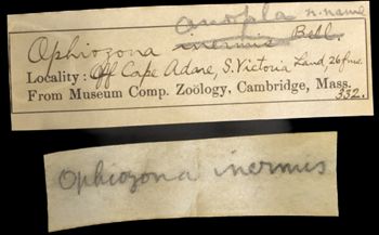 Media type: image;   Invertebrate Zoology OPH-332 Description: Handwritten labels for this specimen included in the specimen tray.;  Aspect: labels